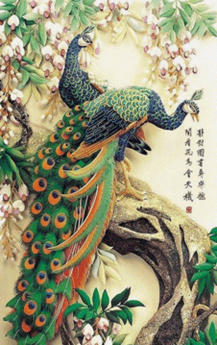 пара павлинов - птицы, любовь - предпросмотр