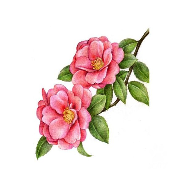 Цветущая ветка - цветы, розовые цветы - оригинал