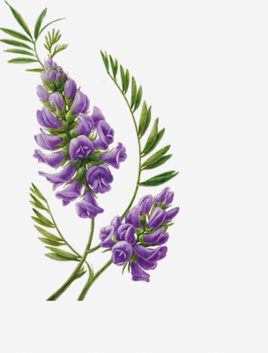 Цветы - предпросмотр