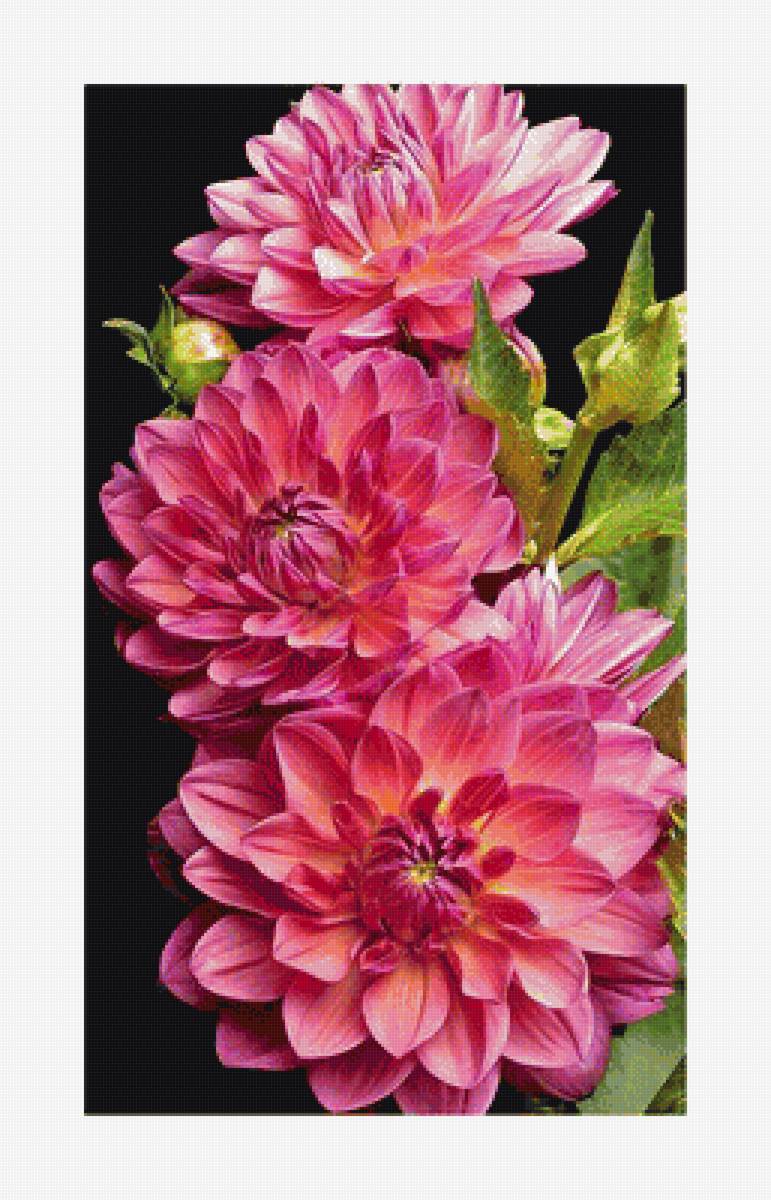 Серия "Георгины" - флора, цветы, георгины - предпросмотр