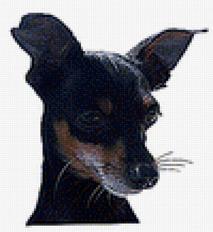 Той терьер - той терьер - предпросмотр