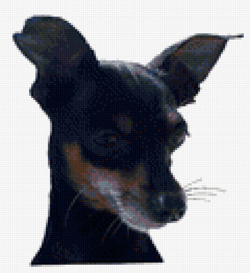 Той терьер2 - той терьер2 - предпросмотр