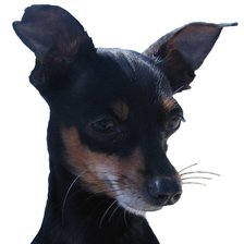 Схема вышивки «Той терьер2»