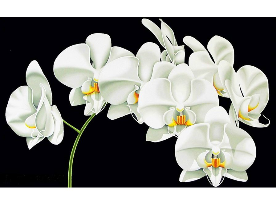 Белые орхидеи - белые цветы, орхидеи, цветы - оригинал