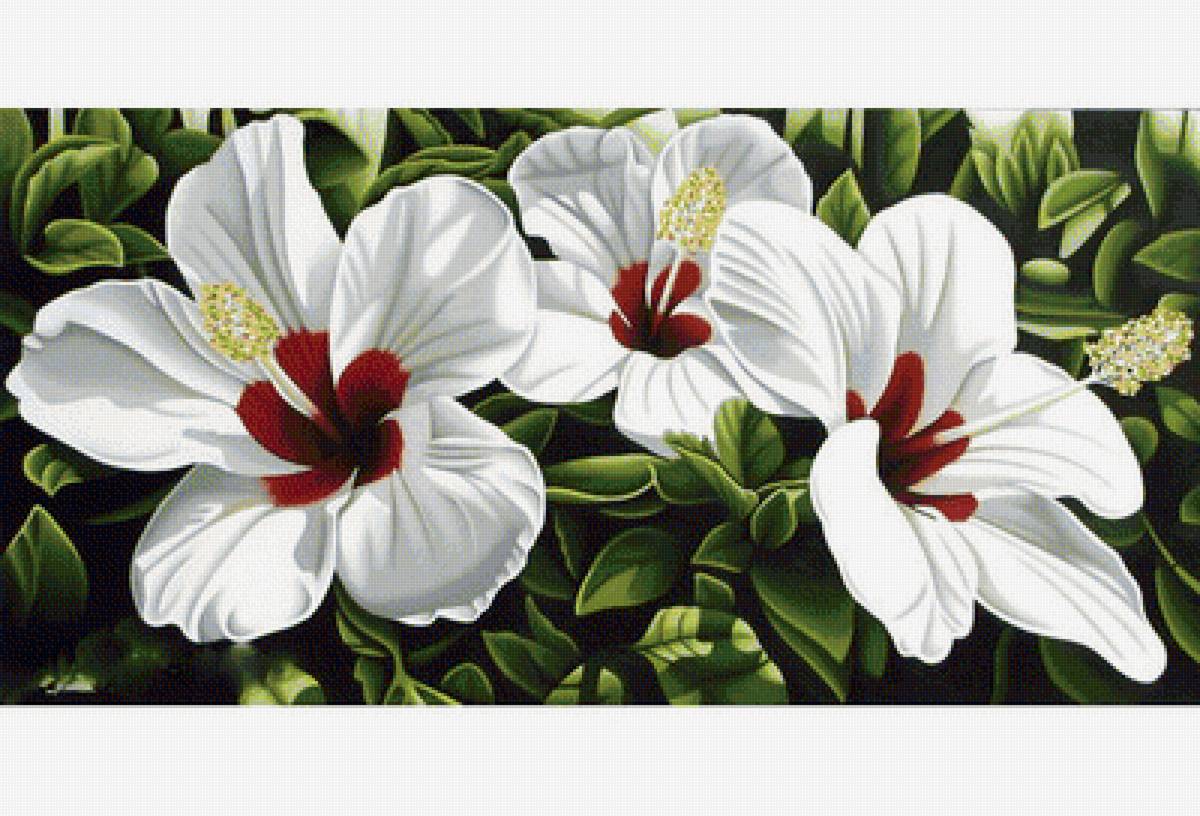 Белые цветы - цветы - предпросмотр