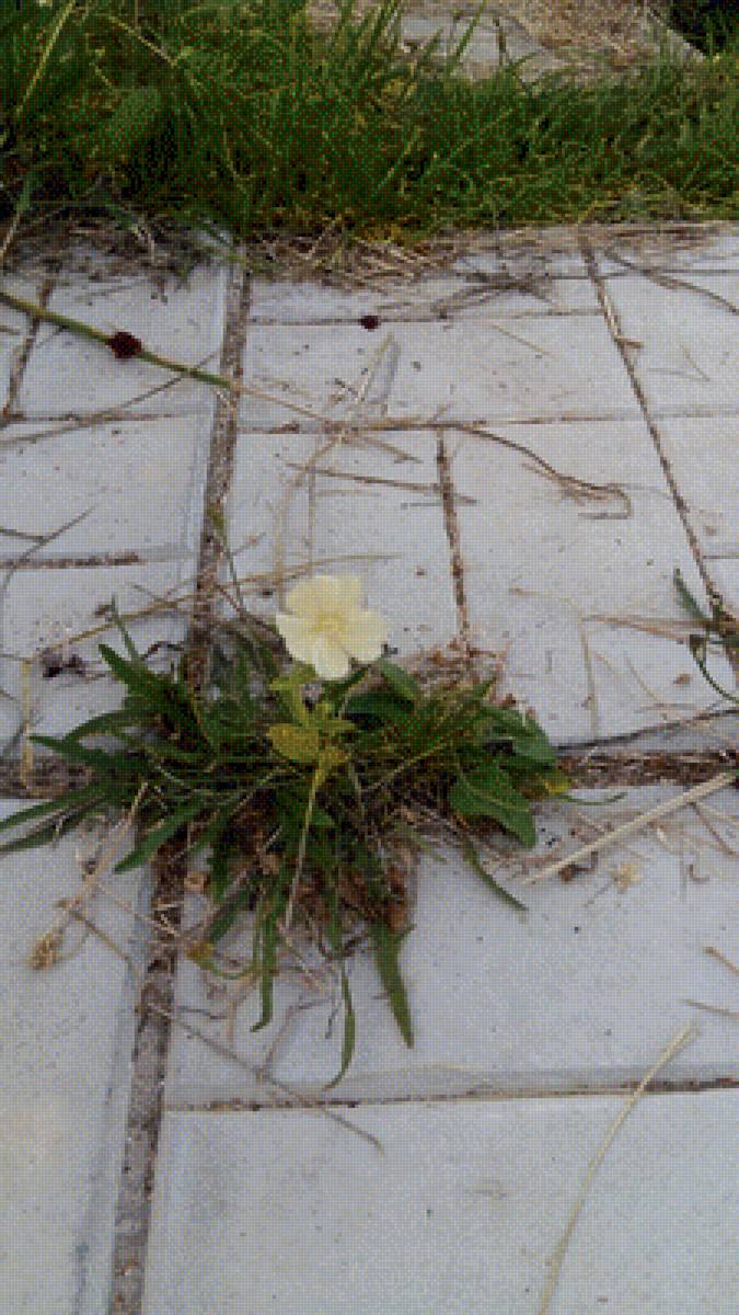 Преодолевая преграды - сила природы, природа, цветы - предпросмотр