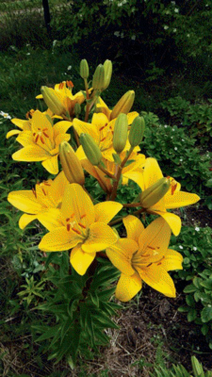 Лилии - природа, лилии, цветы - предпросмотр