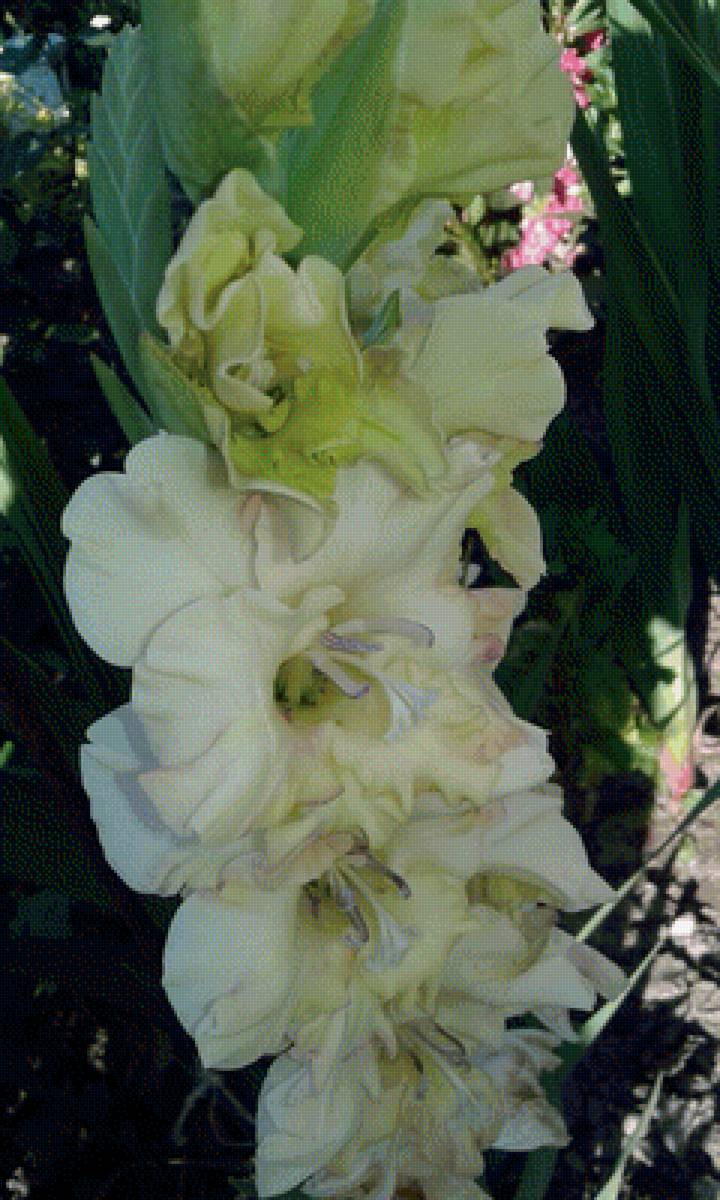 Гладиолус - цветы, гладиолусы, природа - предпросмотр