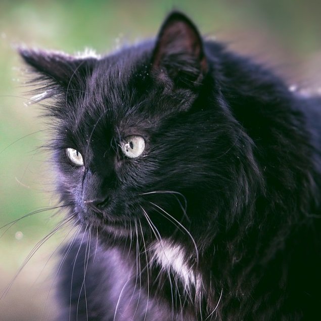 Черная кошка - кошки, домашние животные - оригинал