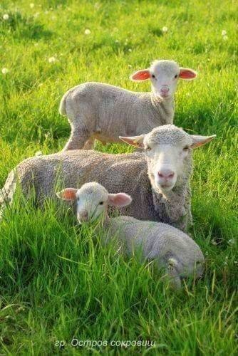 №1711017 - оригинал