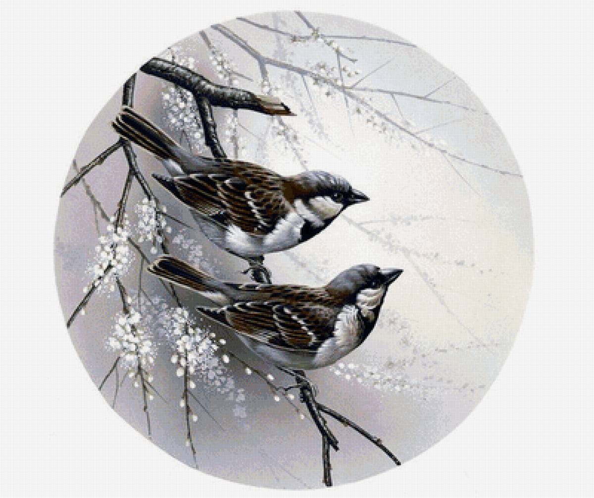 №1711043 - птица, воробьи - предпросмотр