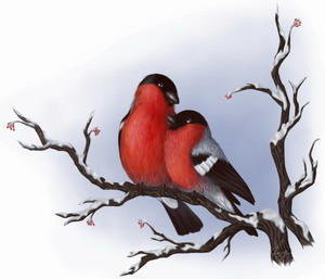 №1711044 - снегирь, птица - оригинал