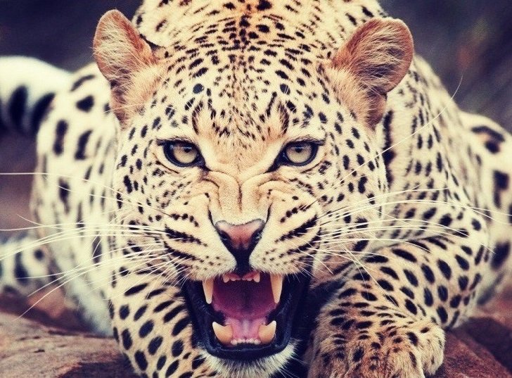 Леопард - животное, леопард, рычание - оригинал