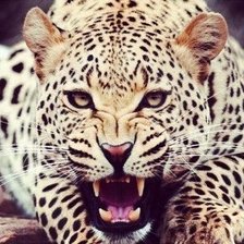 леопард 3