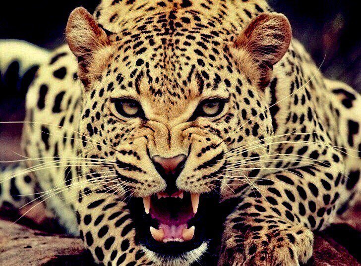 лео4 - лео - оригинал