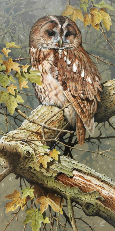 №1711316 - птицы, совы - оригинал