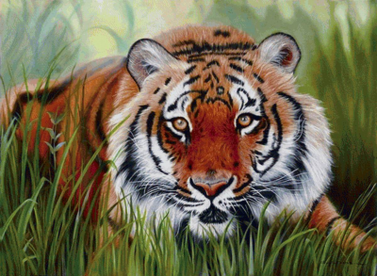 тигр - предпросмотр