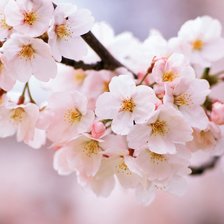 Схема вышивки «Цветущая нежная вишня»