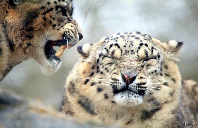 Молчать! - барс, ирбис - оригинал