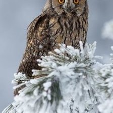 Схема вышивки «Сова»