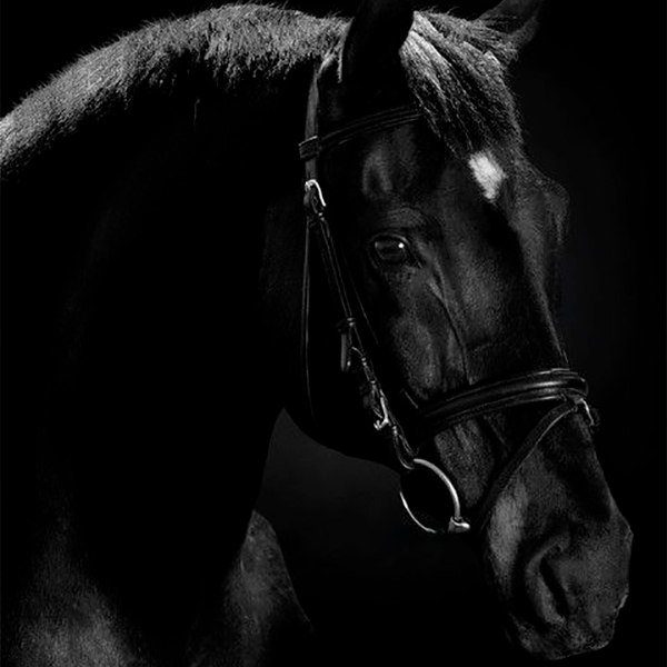 Черная лошадь 3 - лошадь, черная - оригинал