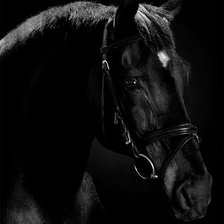 Оригинал схемы вышивки «Черная лошадь 3» (№1712225)