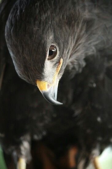 Сокол 2 - сокол - оригинал