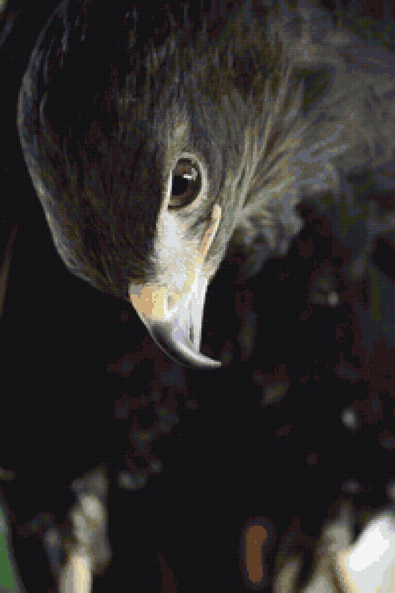 Сокол 2 - сокол - предпросмотр