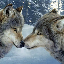 Волки Нежность-2