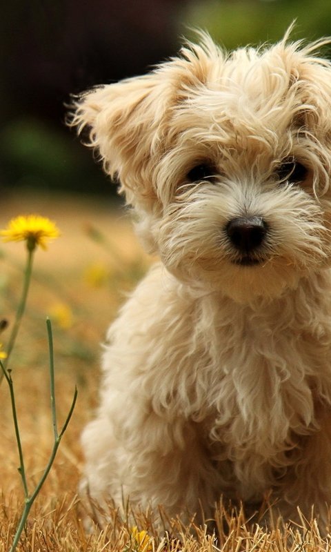 Дружок - собака - оригинал