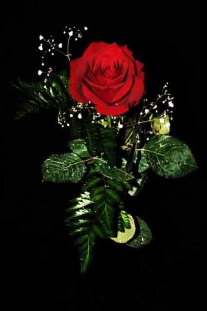 Роза на чёрном фоне - черный фон, роза, цветы - оригинал
