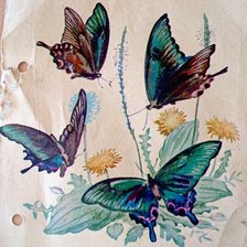 Схема вышивки «хвостоносцы Маака»