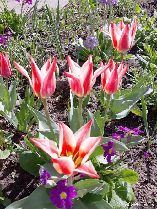 тюльпаны на грядке - оригинал