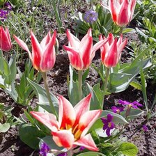 Схема вышивки «тюльпаны на грядке»