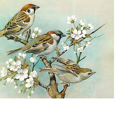 Схема вышивки «№1713245»