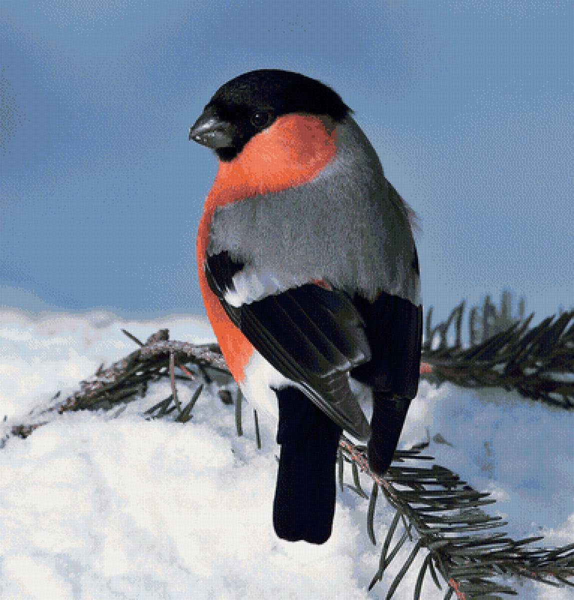 №1713630 - птица, снегирь - предпросмотр