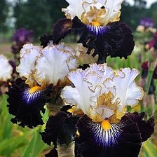 Схема вышивки «черные ирисы»