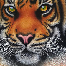 Схема вышивки «тигр»