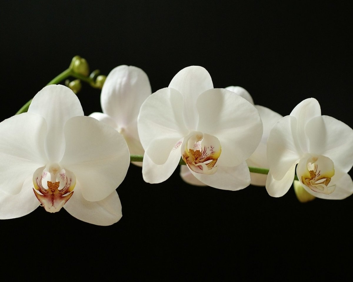 Орхидеи на черном - цветы - оригинал