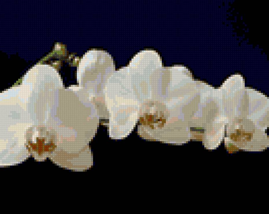 Орхидеи на черном - цветы - предпросмотр