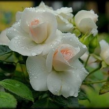 три белых розы