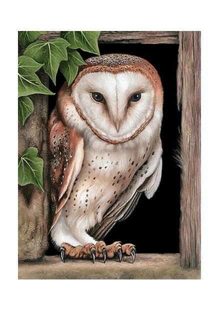 Совушка - птицы - оригинал