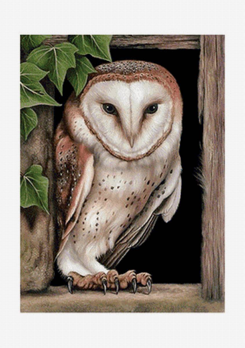 Совушка - птицы - предпросмотр