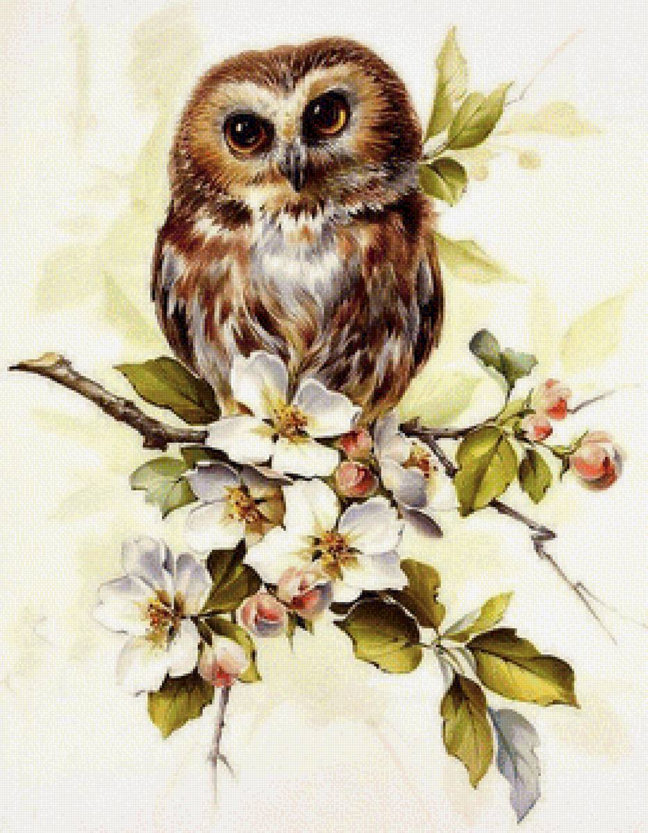 №1714521 - совы, птицы - предпросмотр