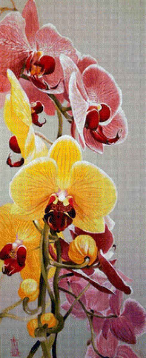 орхидея - цветы - предпросмотр