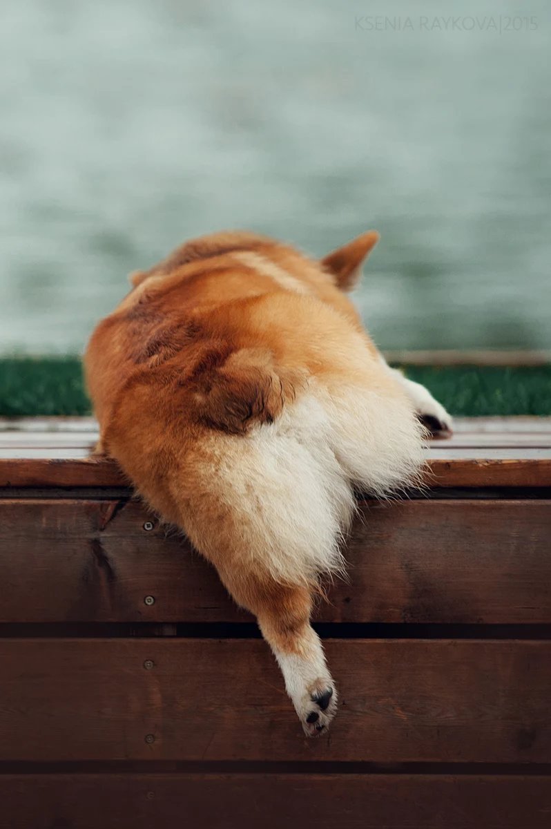 Corgi butt - оригинал