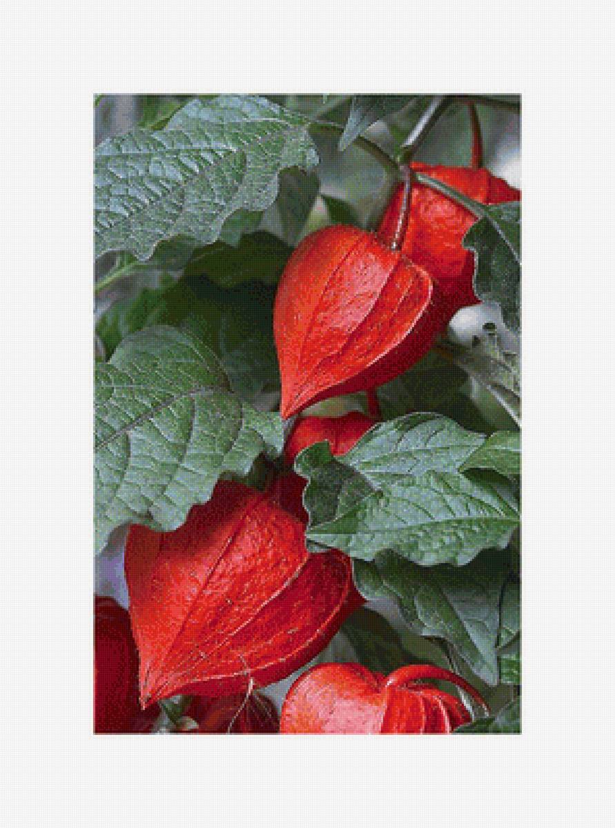 Серия "Физалис" - флора, физалис - предпросмотр