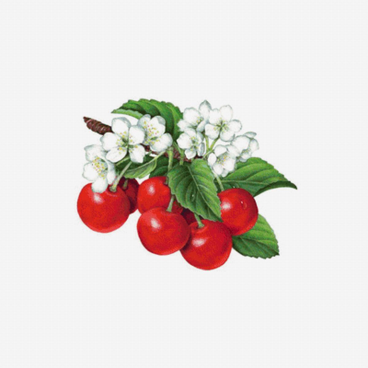 Вишня - ветка с ягодами, цветущая ветка - предпросмотр