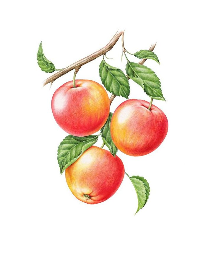 Яблоки - фрукты - оригинал