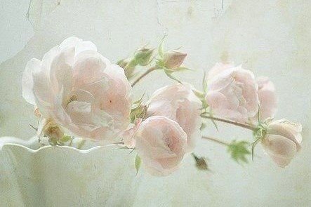 прелесть - нежность, розы - оригинал